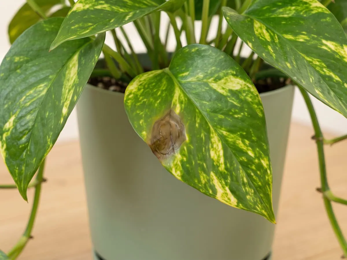Is the mark still spreading: a whole uncut Pothos leaf on the vine with a pale-margined water-soaked patch.
