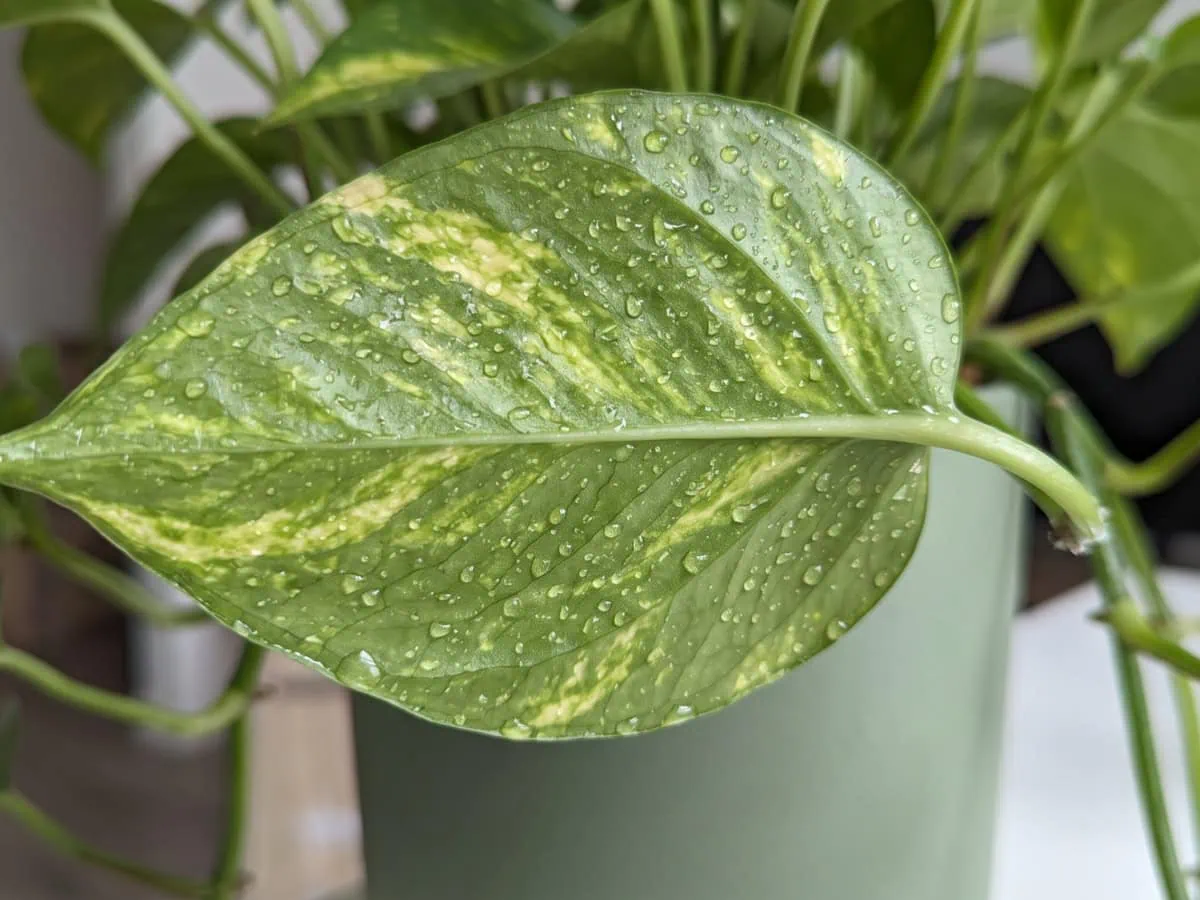 Swab first, then spray: fine clear droplets beading evenly across the underside of a Pothos leaf.