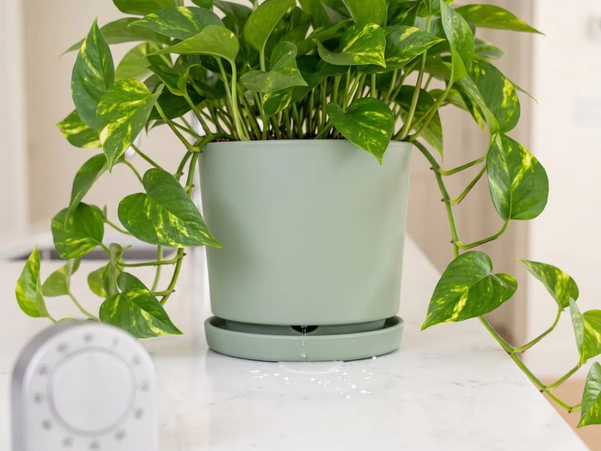 Test the mix in the pot: the first clear drop reaching the saucer under a Pothos pot, timer beside it.