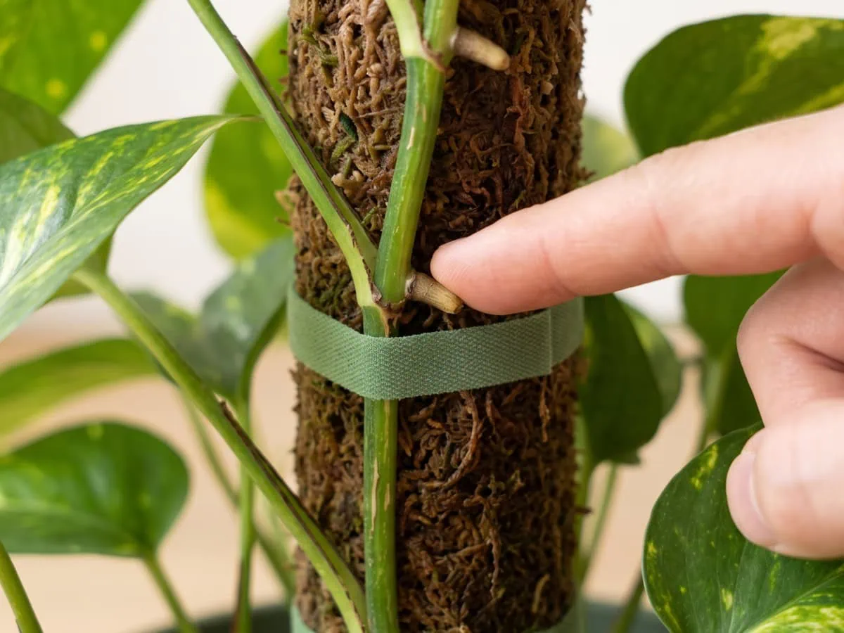 Step 3, turn nodes and aerial roots to the pole: a fingertip pressing a Pothos node onto wet moss.