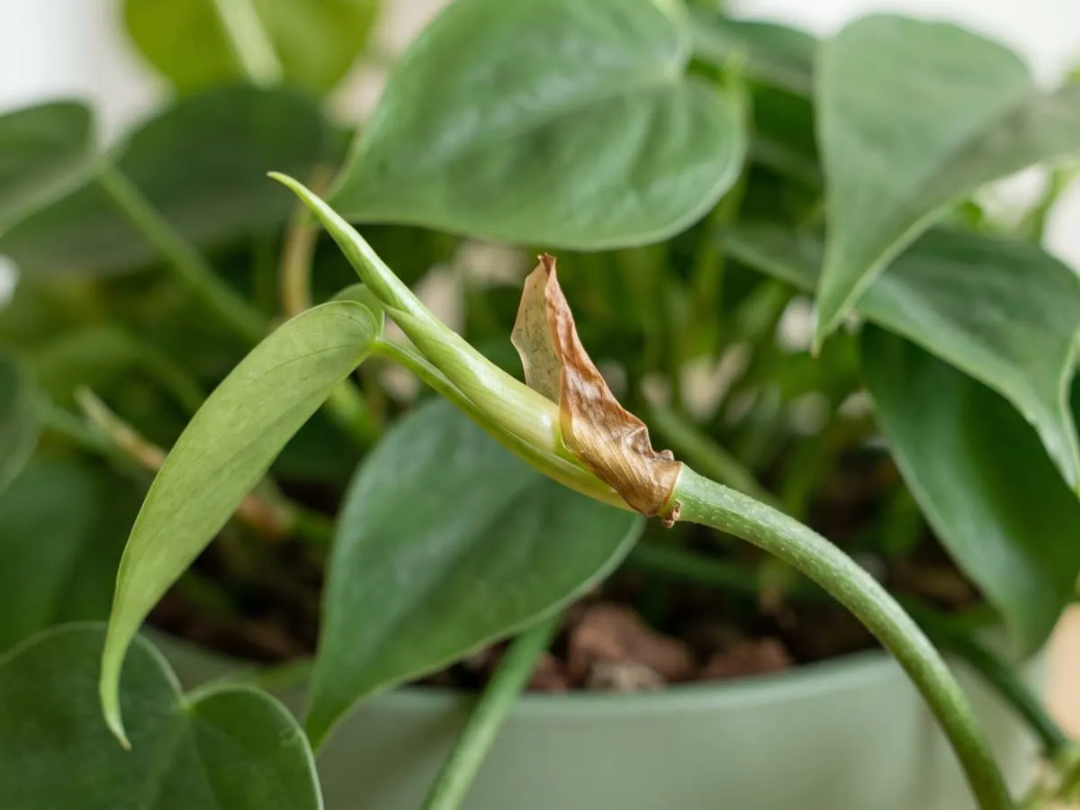 Two checks that need only one plant: a Philodendron growth point with a spent cataphyll dried to a papery scrap.