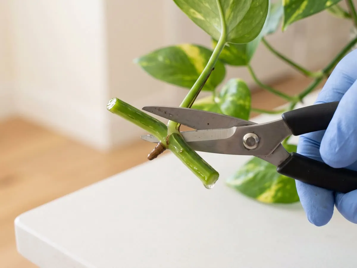 What a usable cutting needs: a gloved hand taking a Pothos stem cleanly a short way below a node.