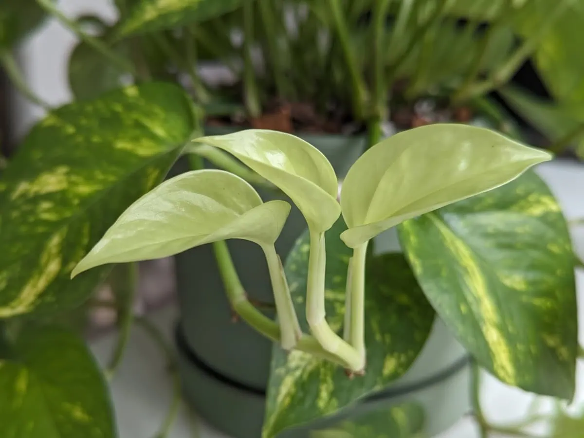 Why it came back on a Pothos: a flush of soft pale green new leaves, normally shaped, against mature foliage.
