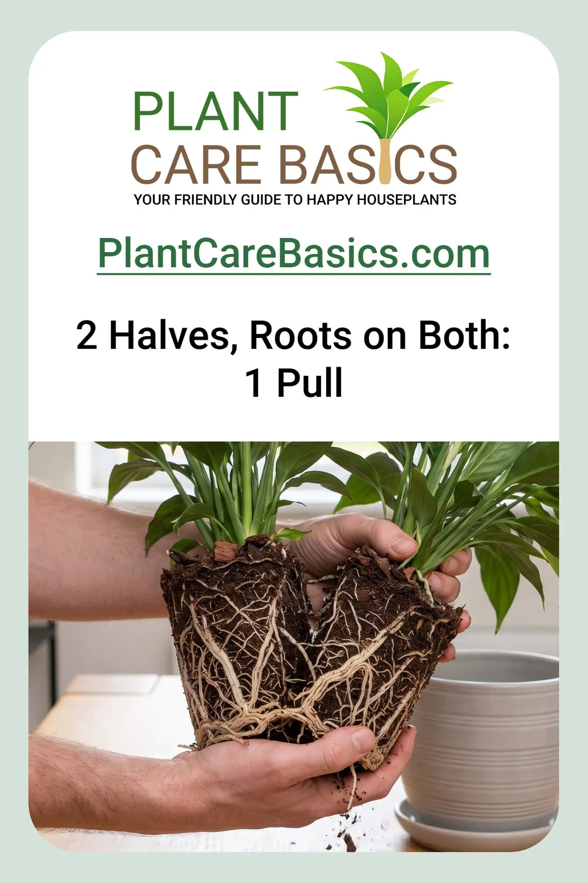 How to divide and propagate a peace lily: two hands easing the root ball apart into halves, each keeping its own roots.