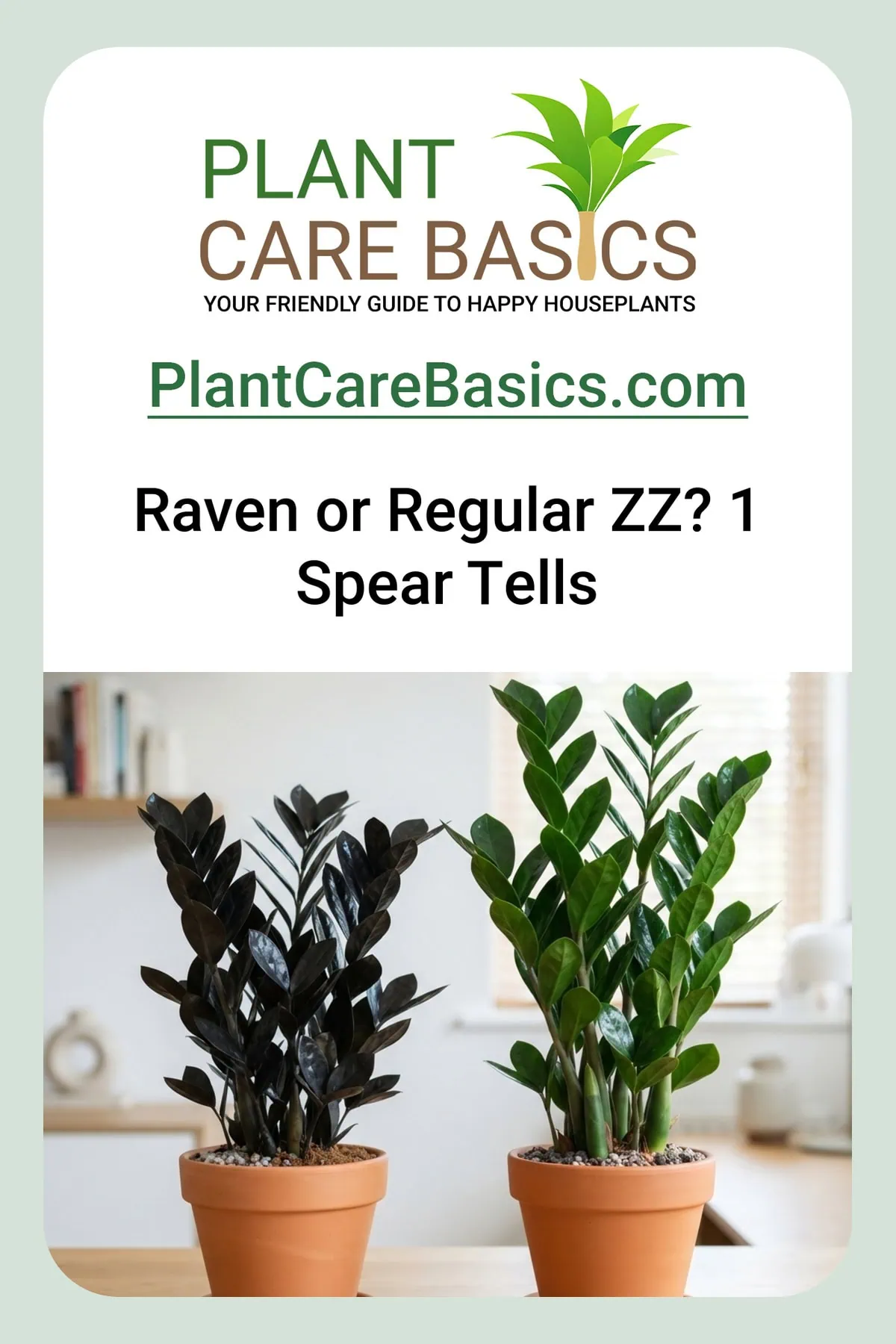 Raven ZZ plant vs regular ZZ plant side by side, a compact near-black Zamioculcas zamiifolia beside a taller emerald one