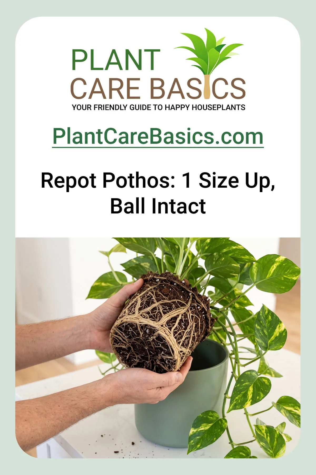 How to repot a Pothos without killing it: repotting with two hands, the intact unrinsed root ball eased out.
