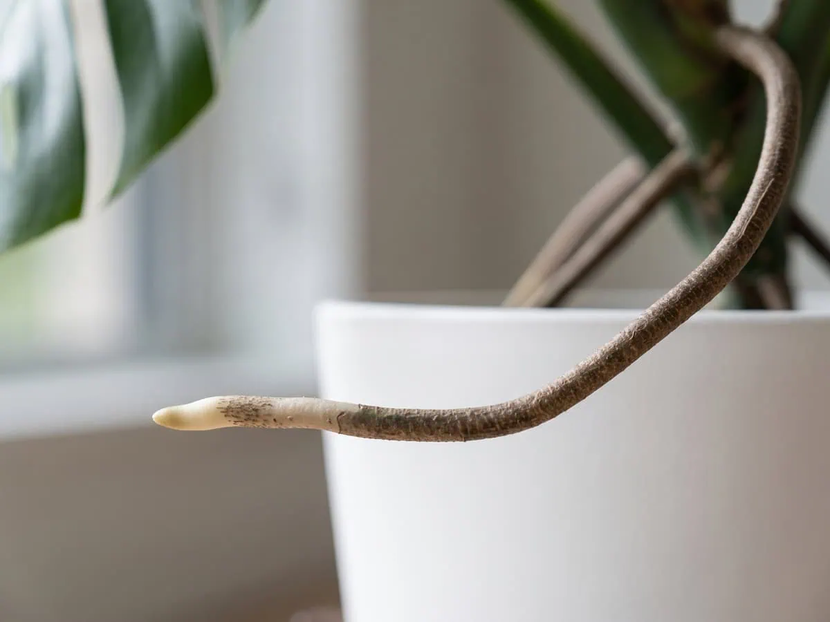One continuous aerial root with a pale soft tip behind a hardened gray-brown length, what aerial roots are for.