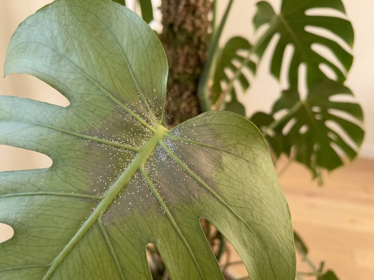 The underside of a Monstera deliciosa leaf shows white stippling at the vein bases, damage worth reading.