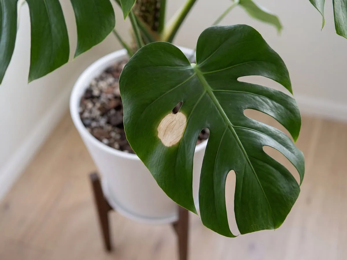 One mature leaf with a single pale bleached patch nearest the light, reading the plant when light is wrong.