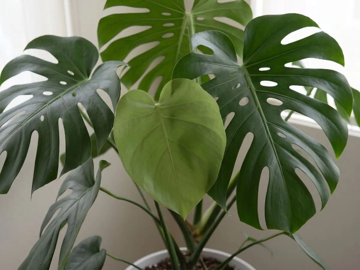 One small new leaf with no holes beside a mature fenestrated blade, the light level a plant needs.