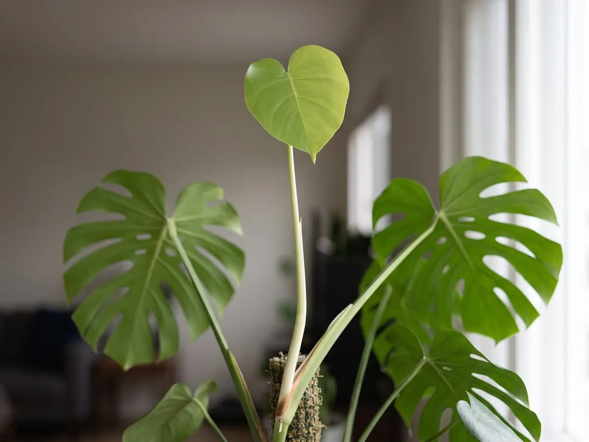 A stretched stem with long gaps and one small new leaf on top, reading the plant when light is wrong.