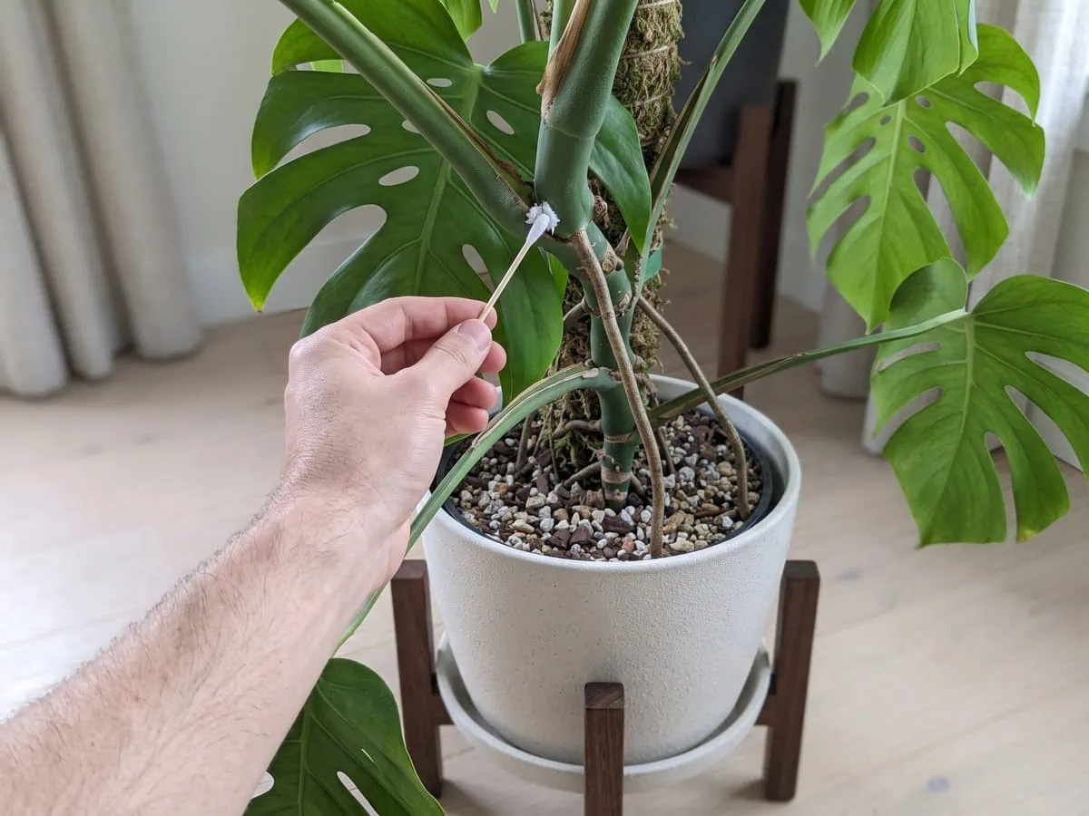 A cotton swab lifting white cottony insects from a stem node, clearing the population by hand.