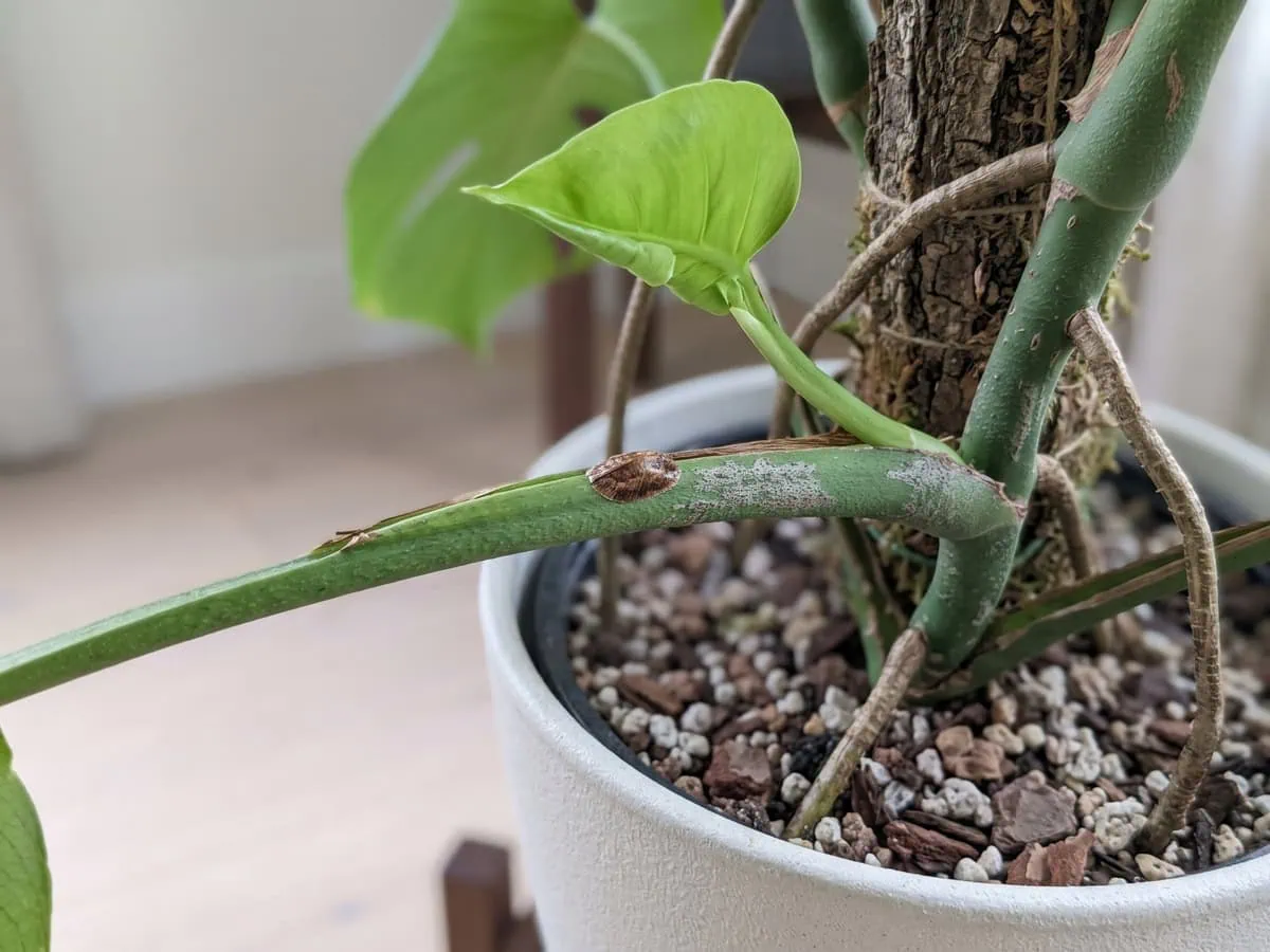 A brown dead shell and old silver scars on the stem below one clean new leaf, recovery that really works.