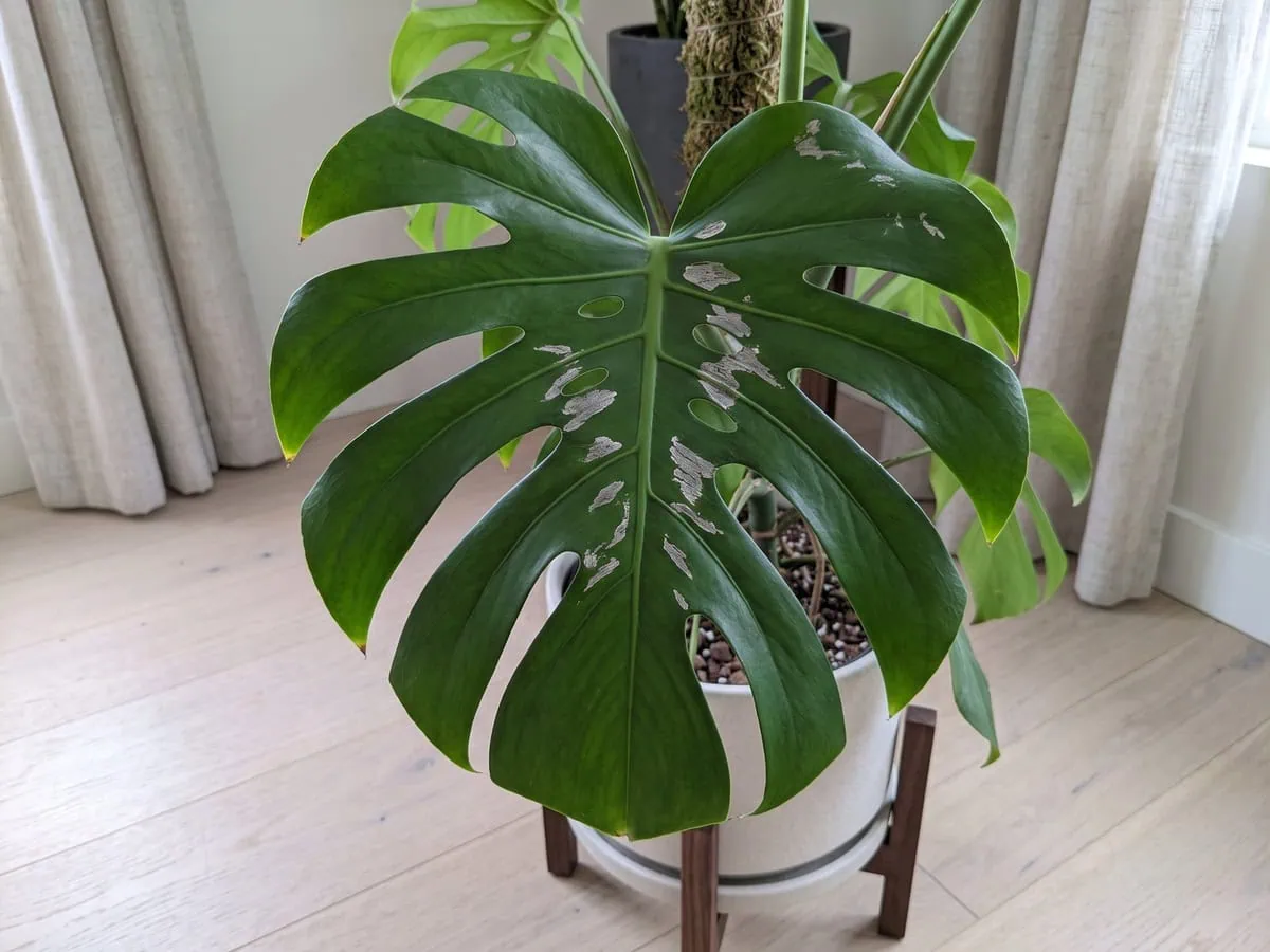 Irregular silvery scrape marks across one leaf, the damage to read before you name the pest.