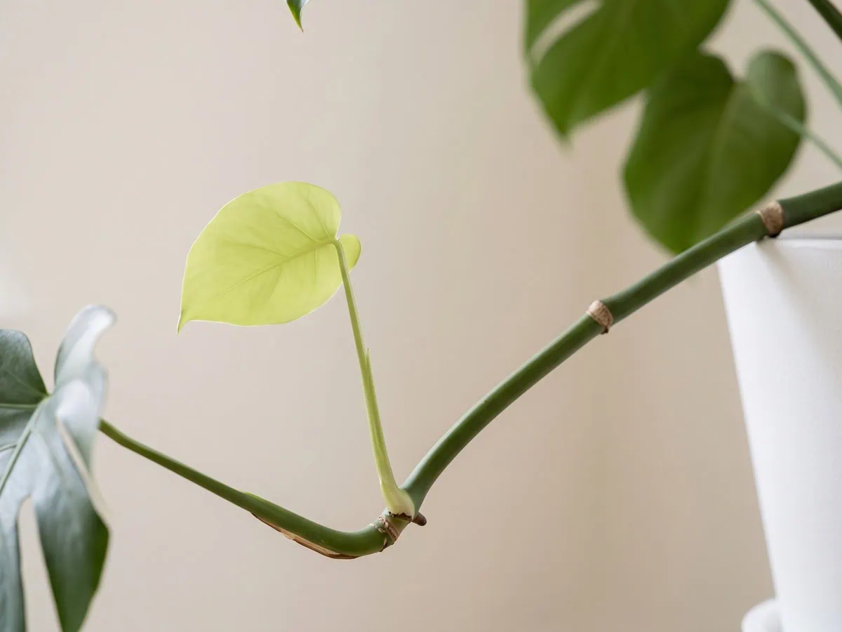 One small pale new leaf with no perforations on a long bare stem, the stem to read before pruning.