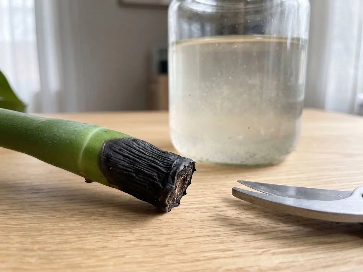 The darkened wrinkling cut end of one stem above cloudy water, the rot that ends a rooting attempt.