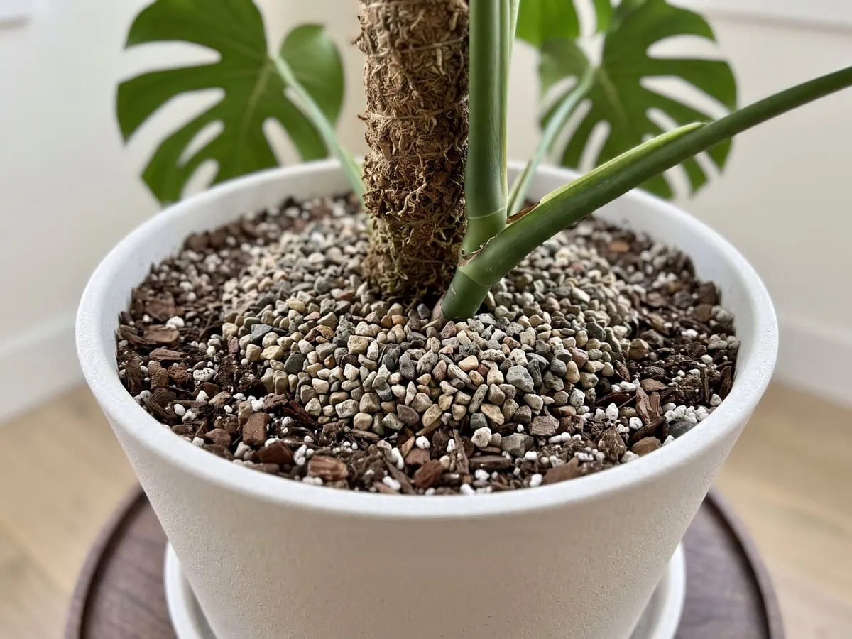 Place a ring of coarse grit around the pole base, level with the mix, the staking step that steadies the plant.