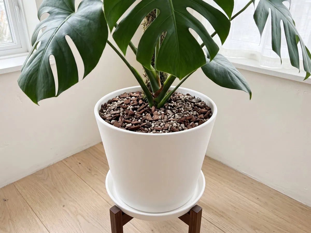 The pot just watered and fully drained, its saucer clean and empty, root-zone failure avoided both ways.