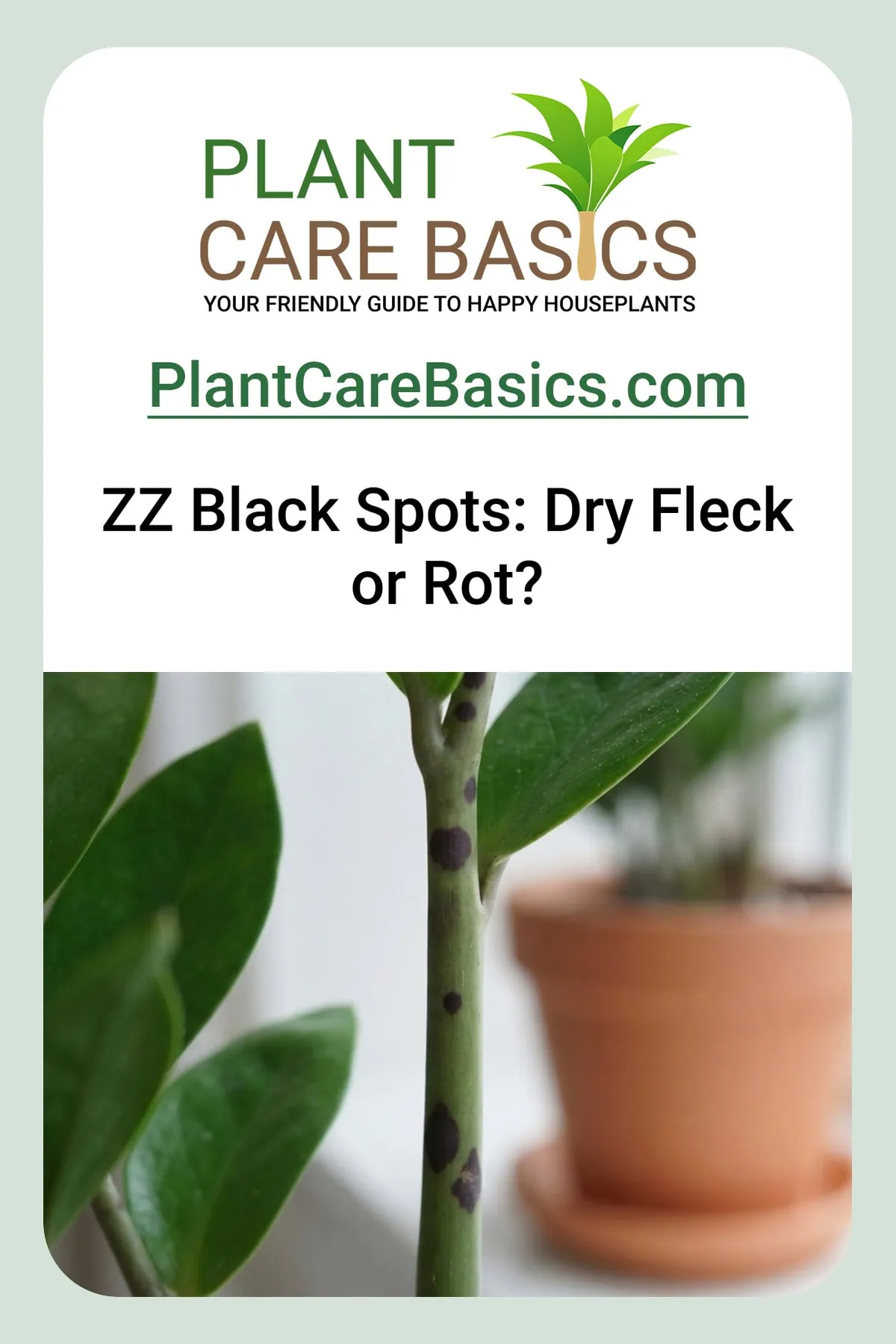 What causes black spots on a ZZ plant: dark brown spots down the green stem of a Zamioculcas zamiifolia.