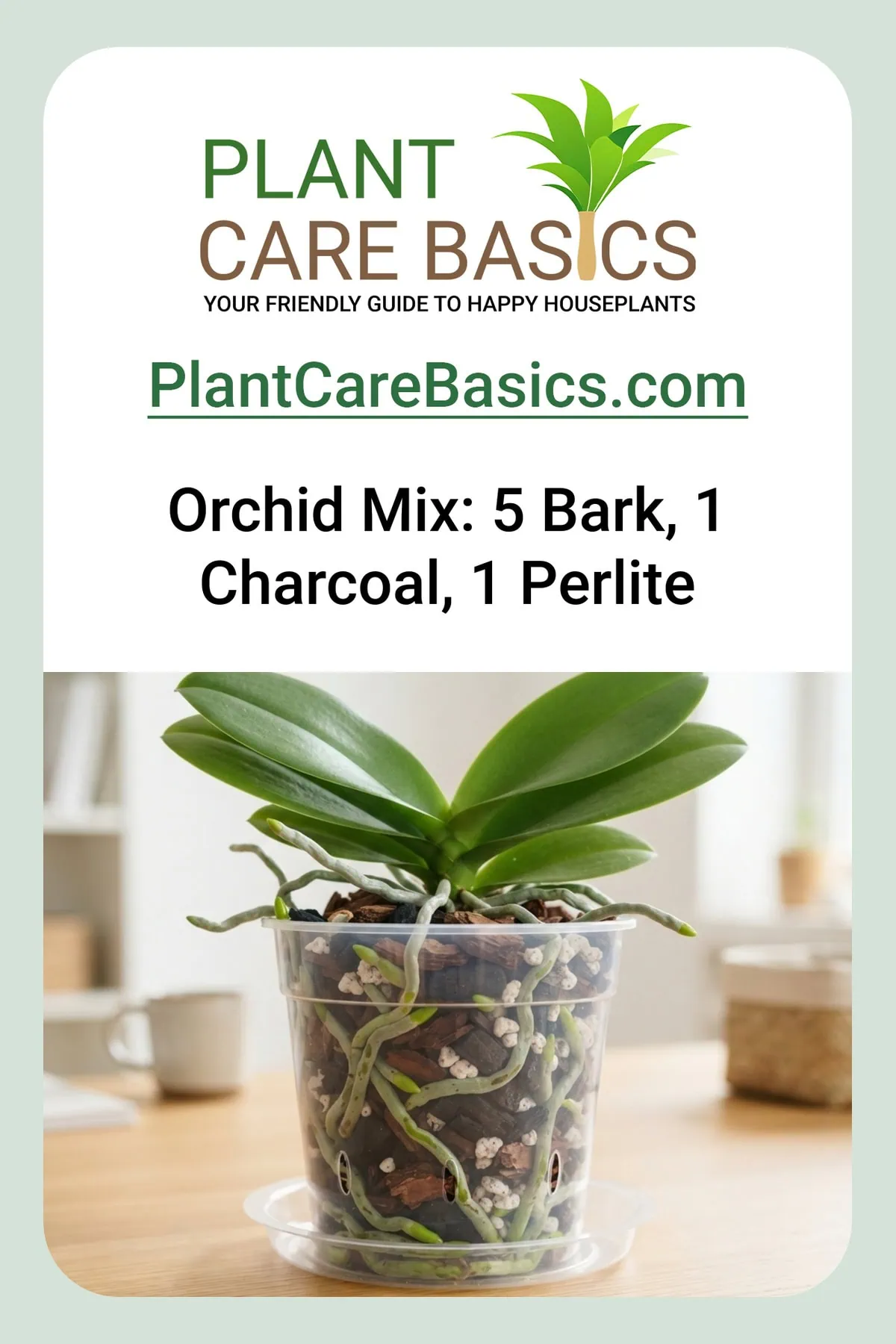 What is the best soil for a Phalaenopsis orchid? Chunky fir bark, silvery velamen roots visible through a clear pot.
