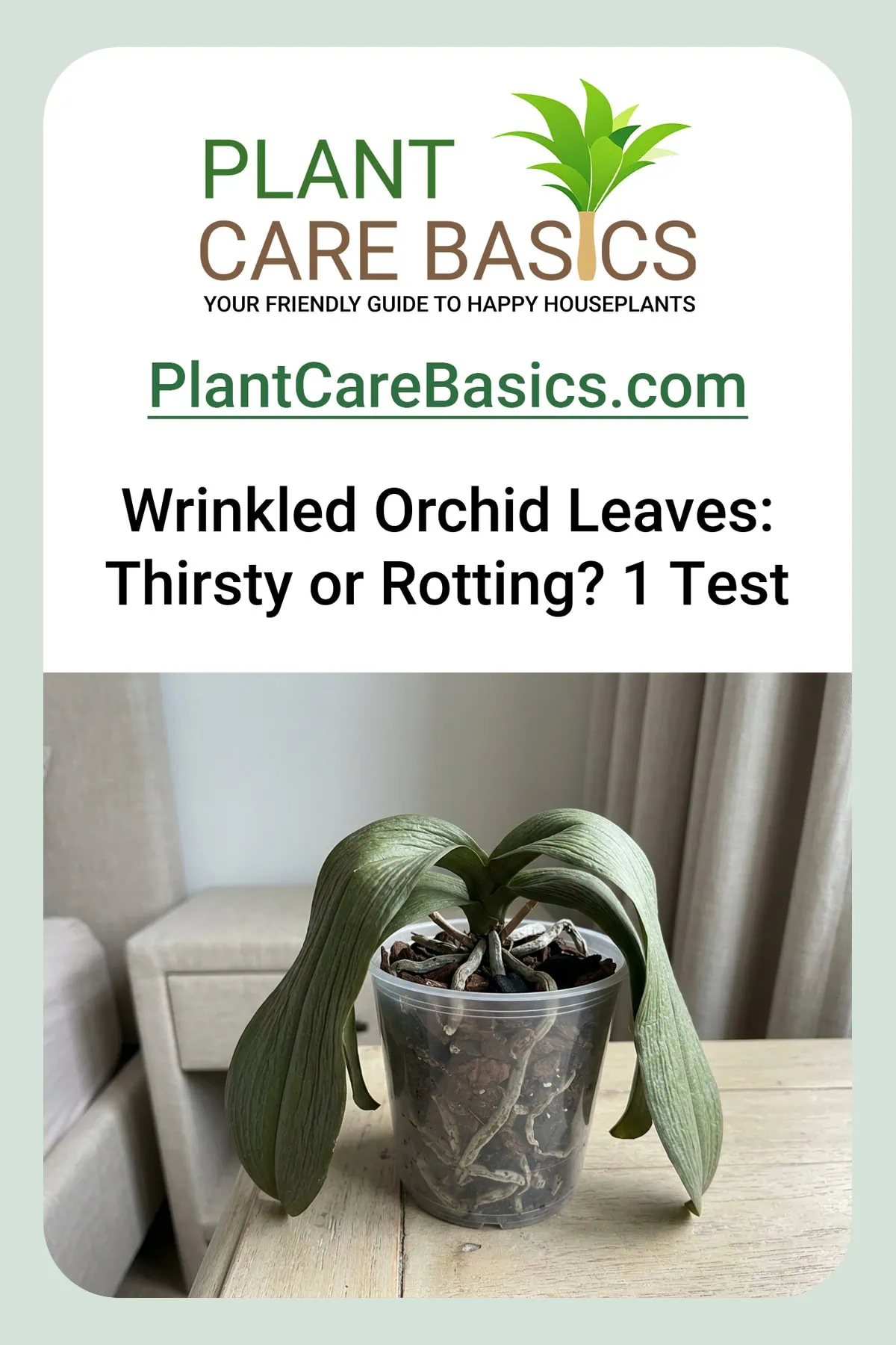 Why are my Phalaenopsis orchid leaves wrinkled and limp — a moth orchid with soft, accordion-folded, downward-folding leaves.