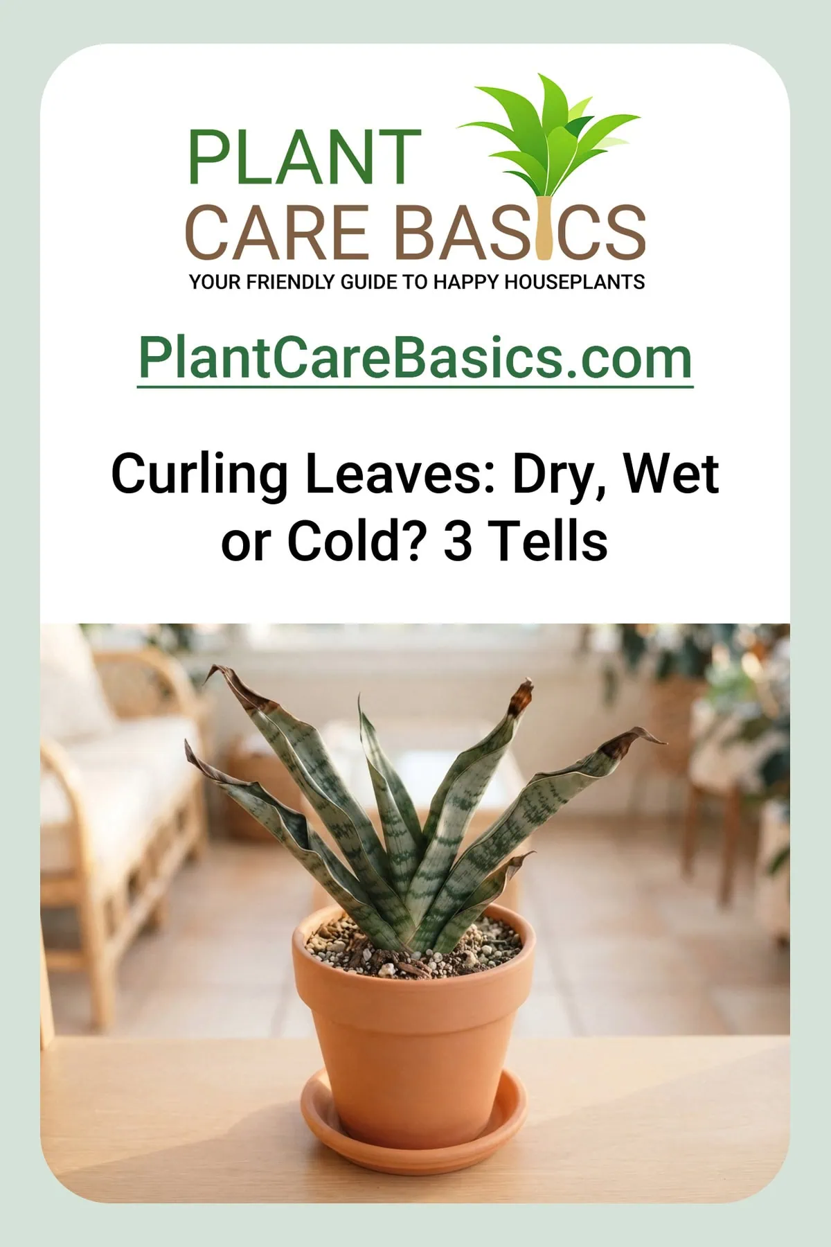 Why are my snake plant leaves curling: a Dracaena trifasciata with several blades in a tight inward curl and dry brown tips.