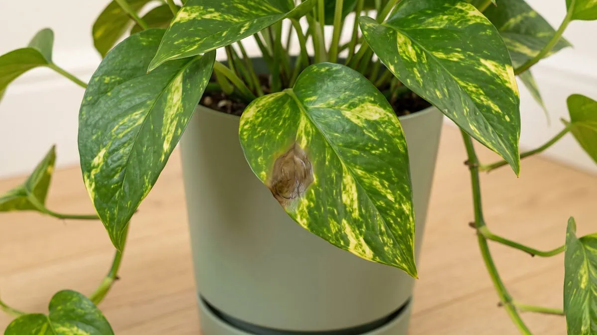 Why does my Pothos have brown spots: a macro of one brown mark on a leaf, its texture and edge readable.