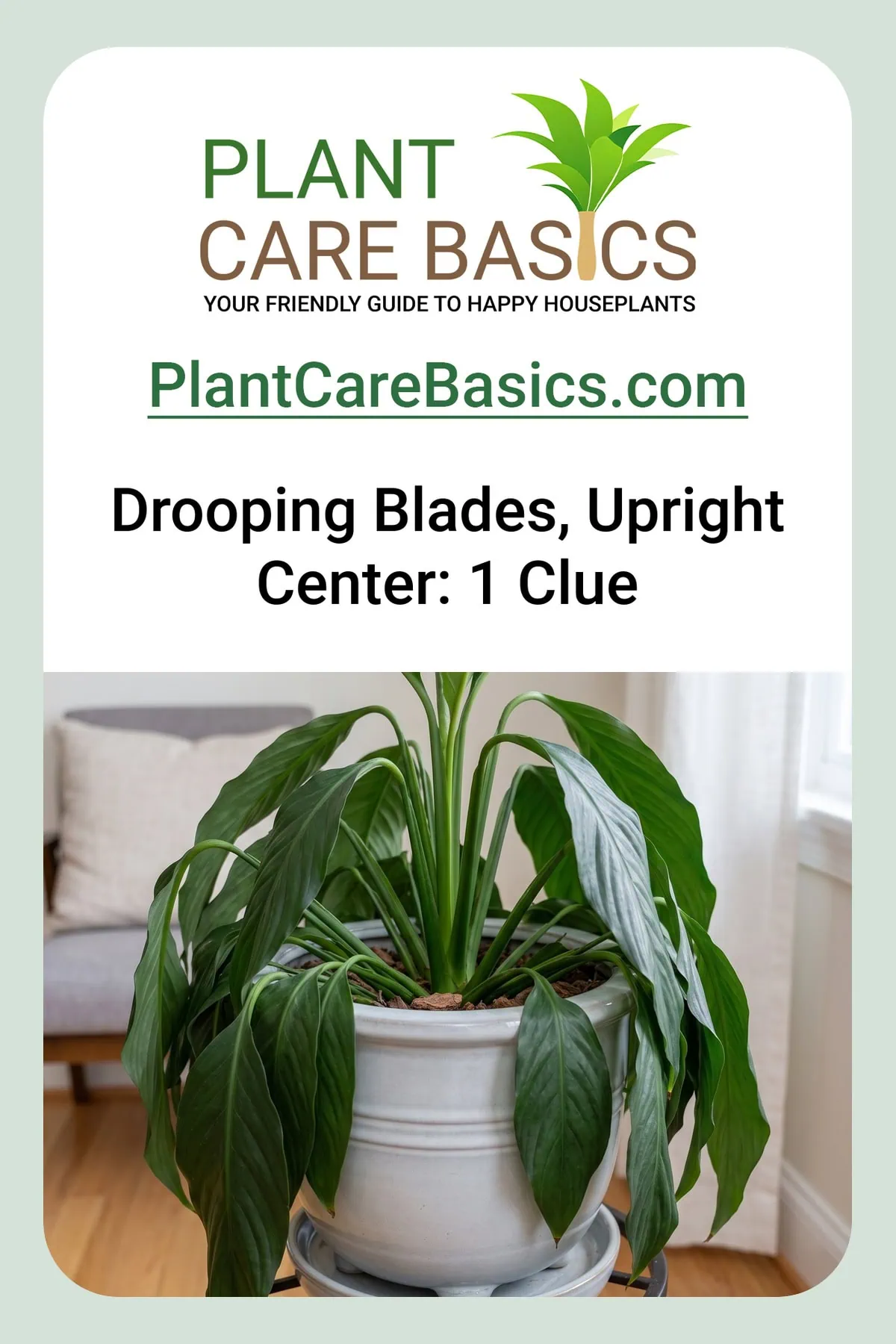 Why is my peace lily drooping: every blade hangs over the pot rim while the center crown stays upright.