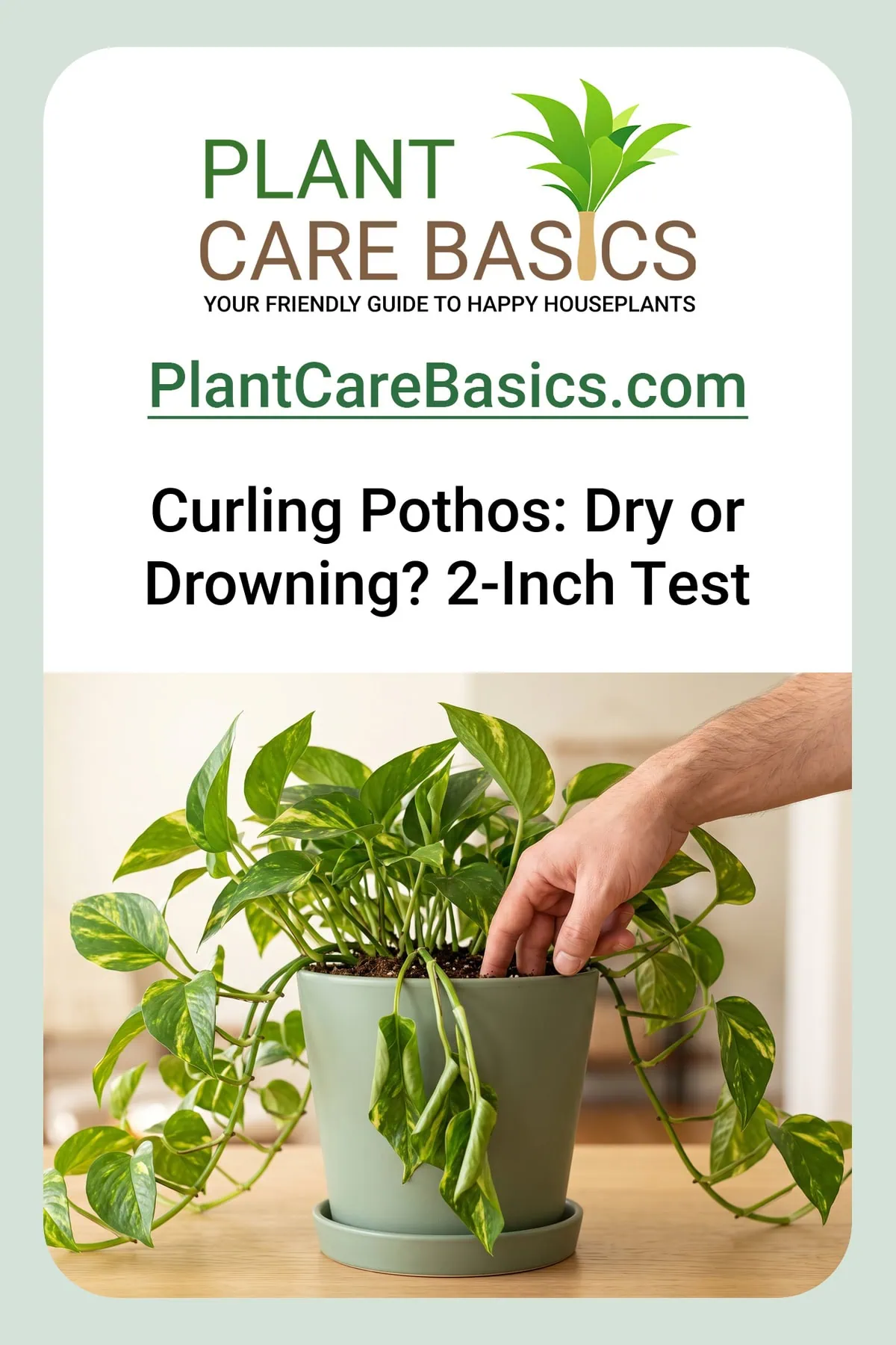 Why is my Pothos curling and drooping: a hand testing the mix while a limp inward-curled vine hangs over the rim.