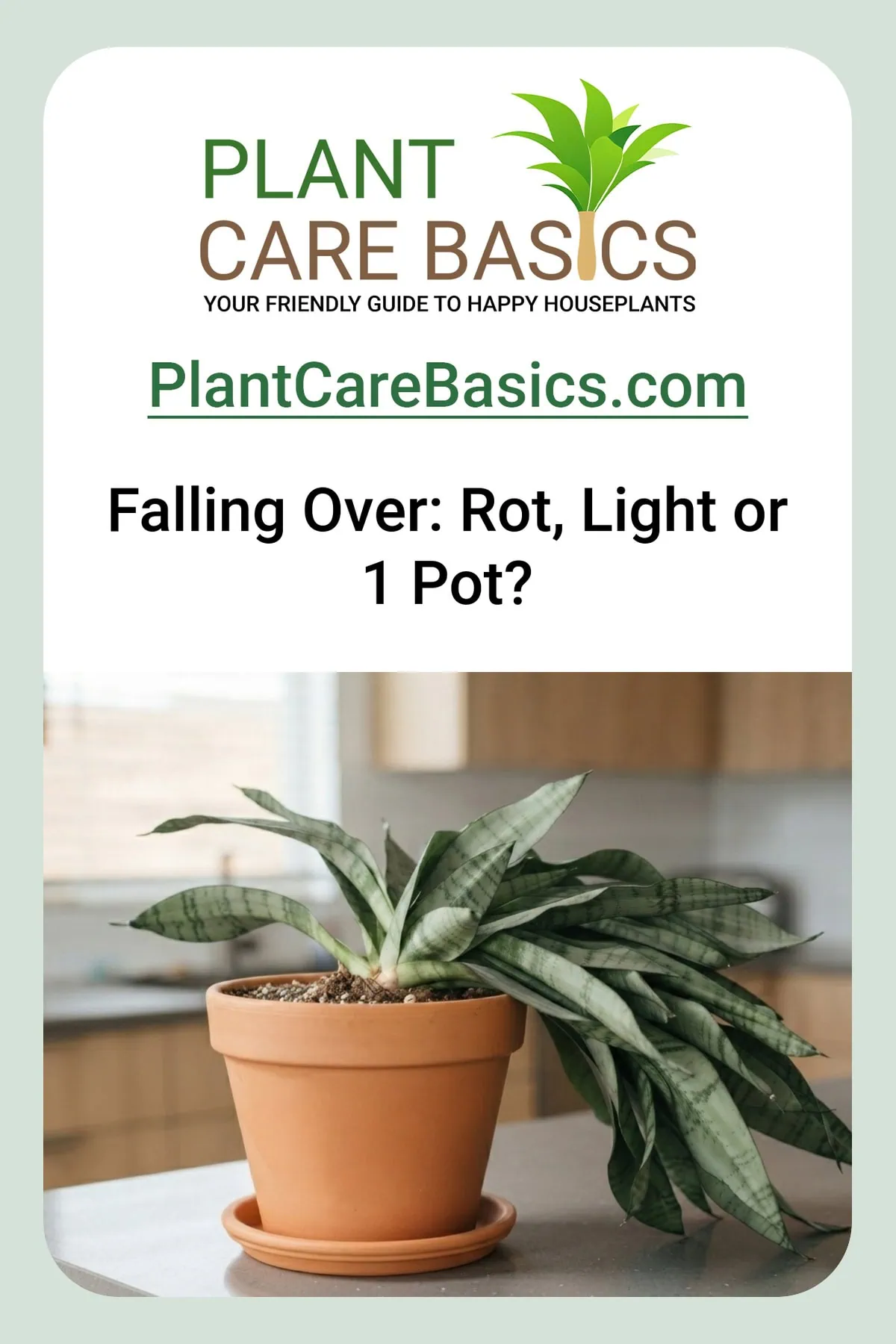 Why is my snake plant falling over? A Dracaena trifasciata leans hard, gray-green leaves splaying from a terracotta pot.
