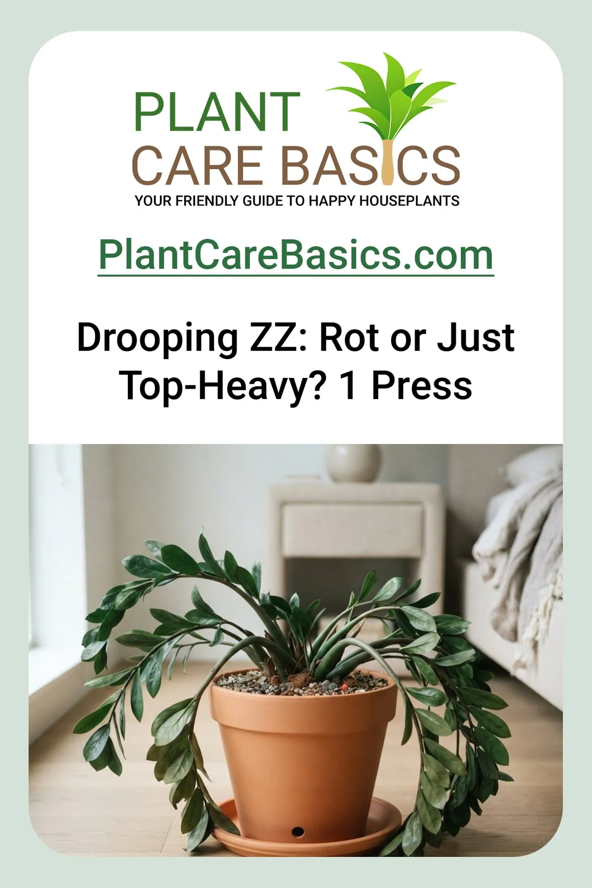 Why is my ZZ plant drooping and falling over, a Zamioculcas zamiifolia with stalks splayed and flopping over the pot rim.