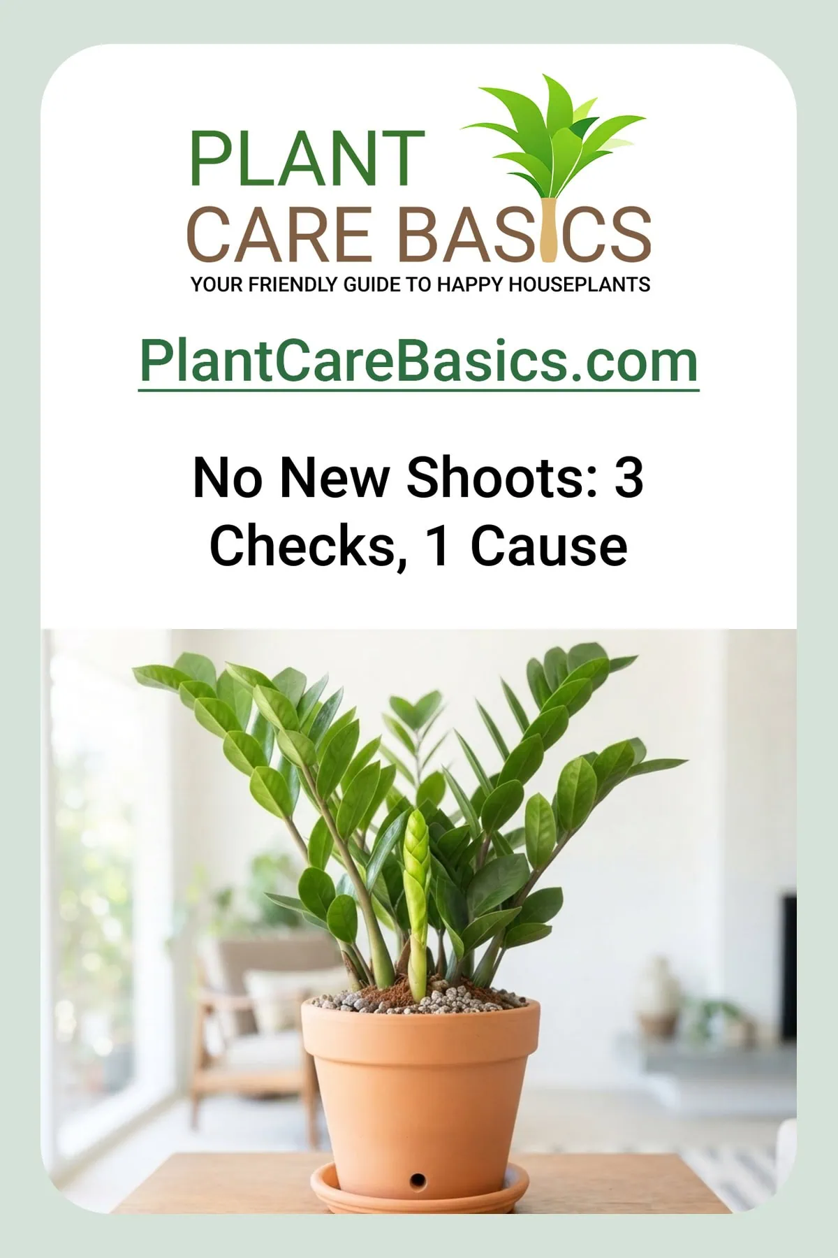 Why is my ZZ plant not growing new shoots? A healthy Zamioculcas zamiifolia raising one fresh new spear.