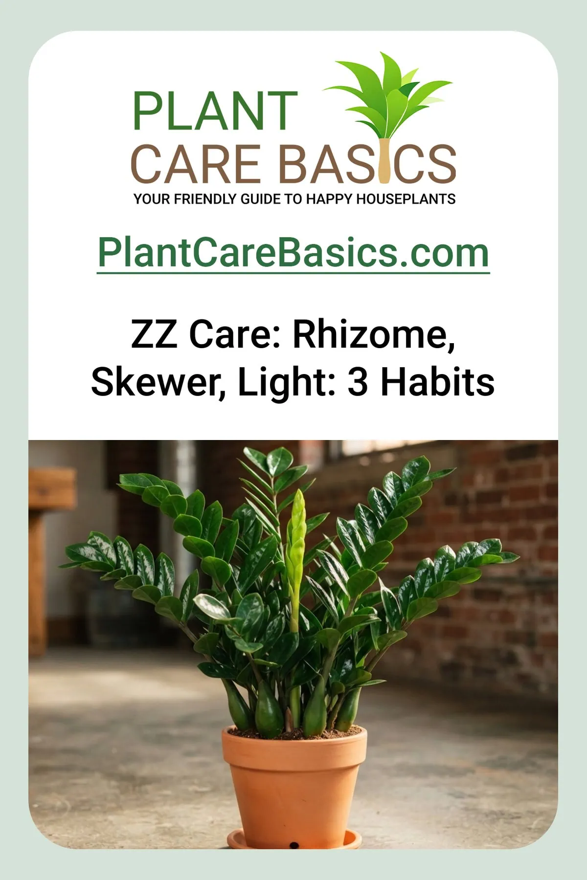 ZZ plant care in practice - a glossy, deep-emerald Zamioculcas zamiifolia in a terracotta pot in soft, warm light.