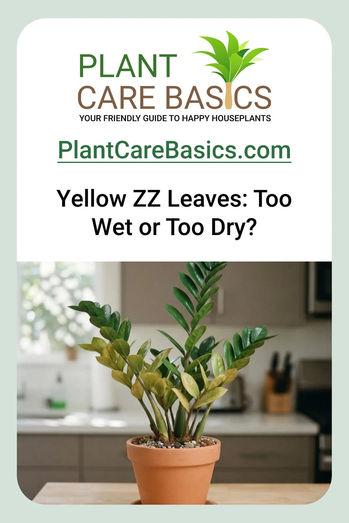 Why is my ZZ plant turning yellow: a Zamioculcas zamiifolia yellowing from its lower leaflets up in a terracotta pot.