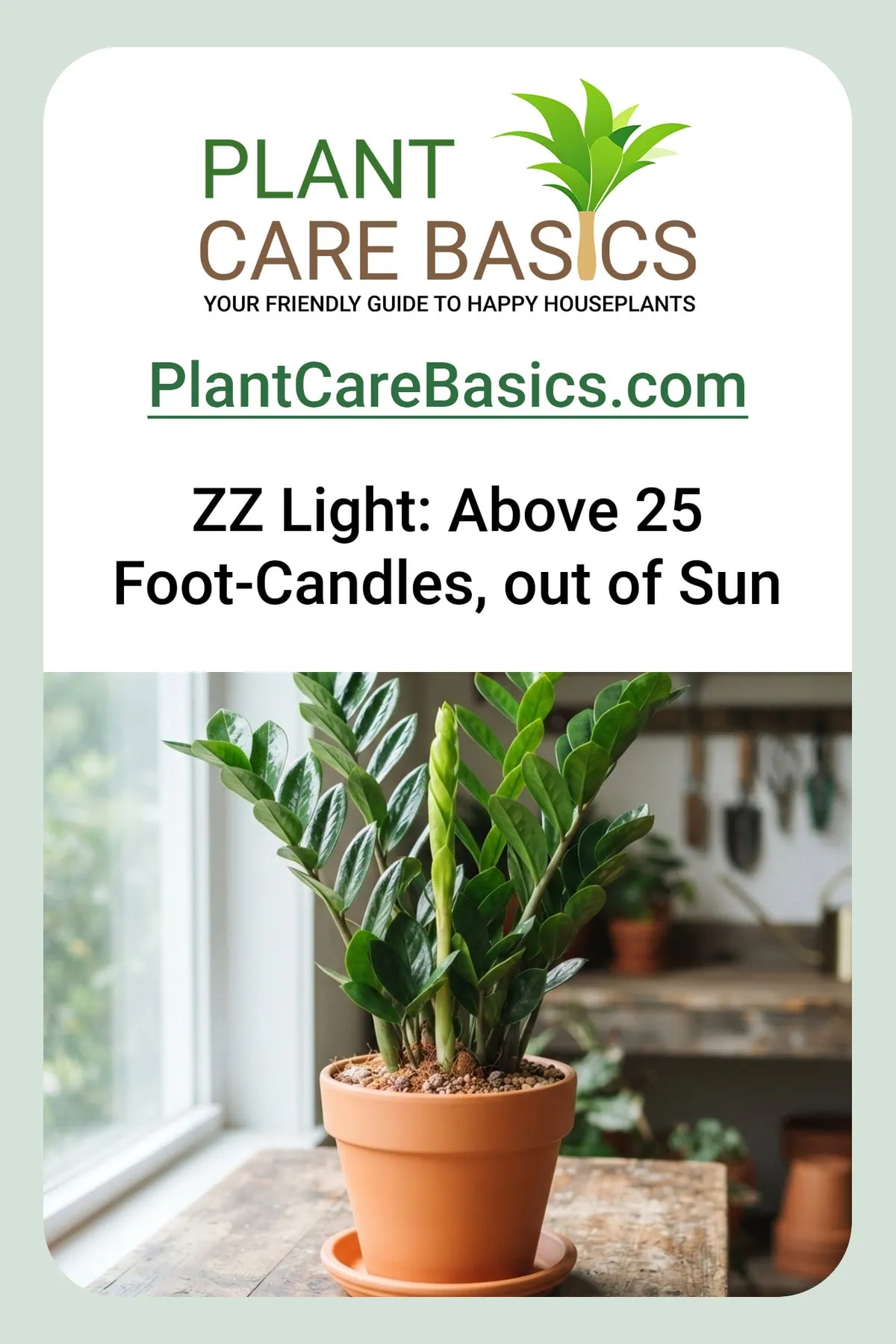 How much light does a ZZ plant need? A glossy Zamioculcas zamiifolia thriving in bright, indirect light at a window.