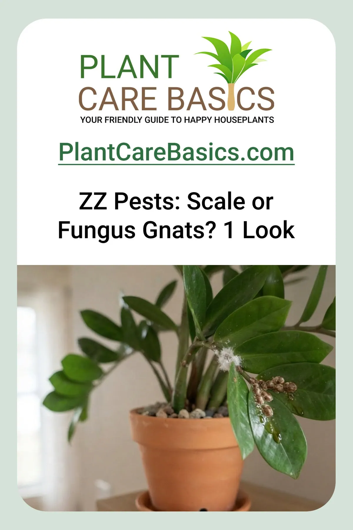 How to get rid of pests on a ZZ plant — a Zamioculcas zamiifolia stalk shows brown scale and sticky honeydew.