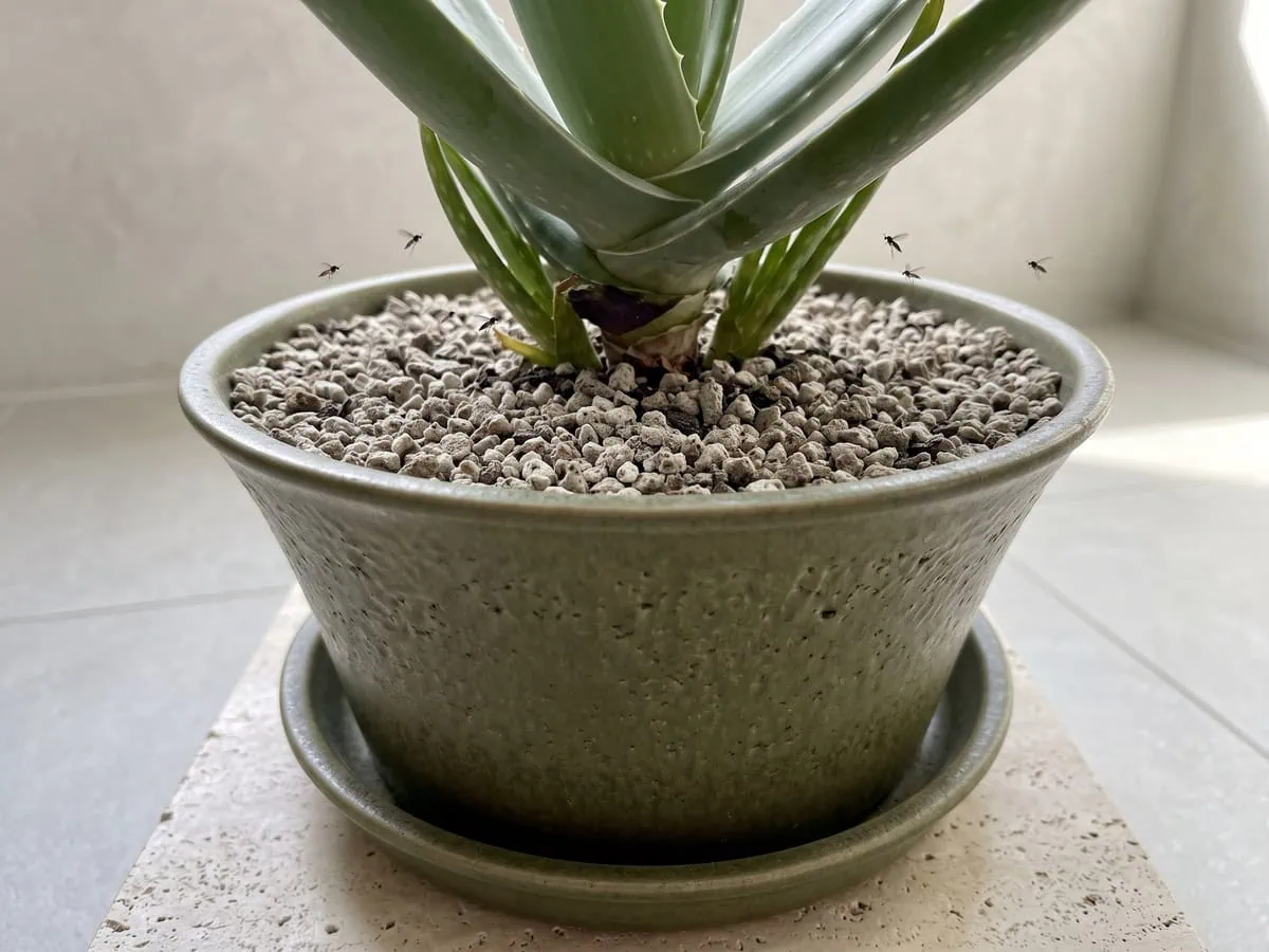 Tiny flies circling above the grit in an Aloe vera pot, telling which pest is alive and which is not.