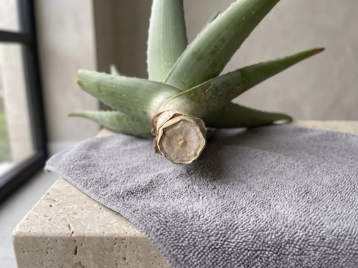 The cut stem base of an Aloe vera dried to a papery matte face, ready before anything goes back into the pot.