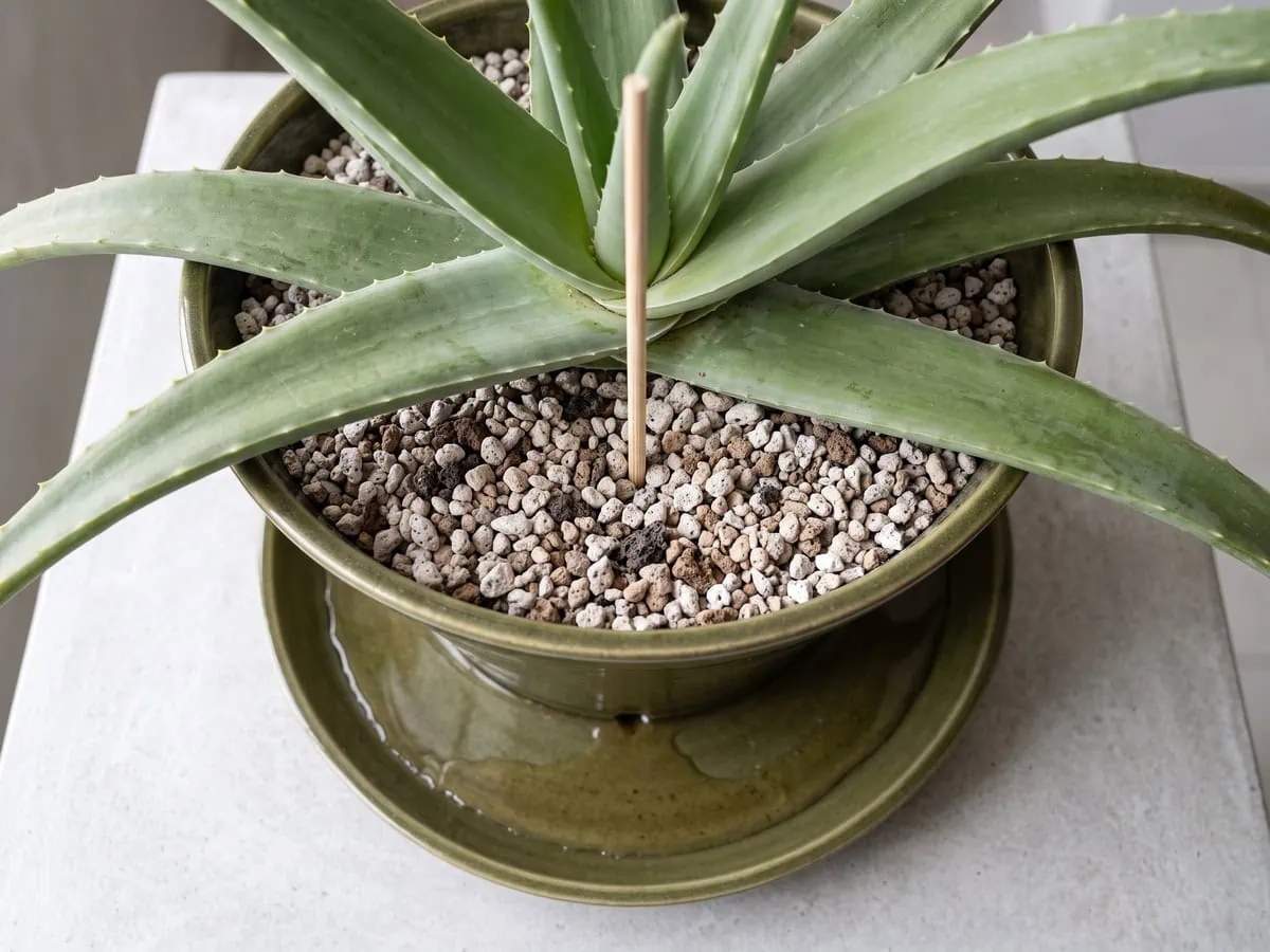 Water running from the base of a planted Aloe vera pot with a skewer standing in it, after the no-water window.