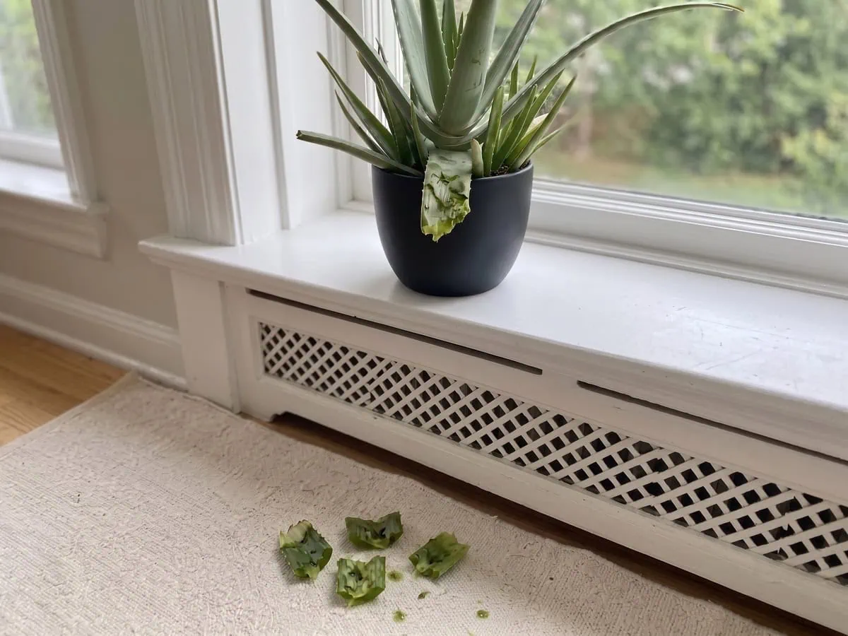 A potted Aloe vera on a sill above a radiator cover, keeping the plant when the household has animals.