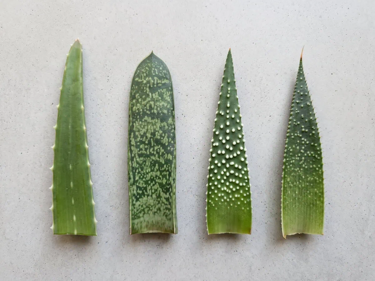 Four cut leaves laid side by side on concrete, Aloe vera against the look-alikes you actually meet indoors.