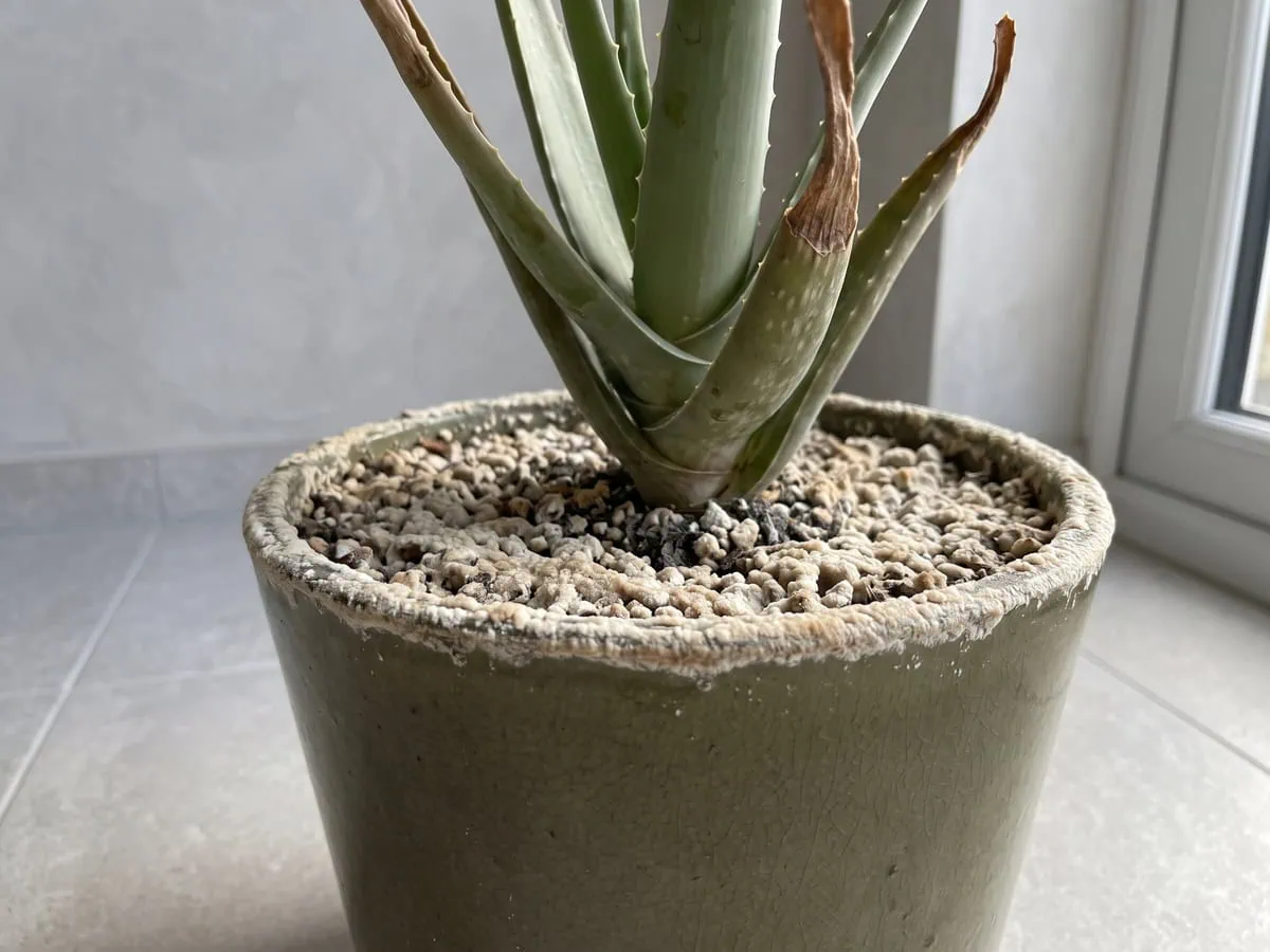 A pale crust over the mix and rim of an Aloe vera pot with dry brown tips above, other things that darken a leaf.