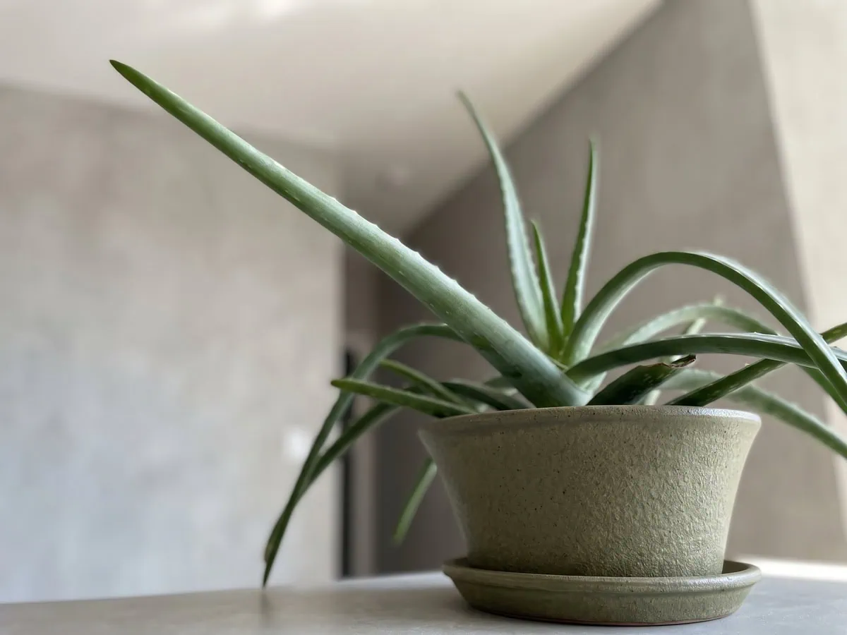 One mature Aloe vera leaf lifted up out of the group, the plant deciding its own name rather than the pot.