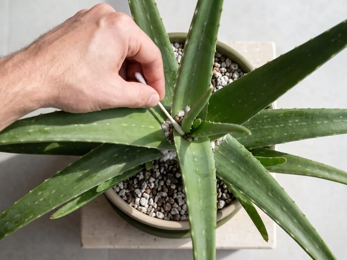 A cotton swab pushed into the seam between two Aloe vera leaves, removing mealybugs and scale step by step.