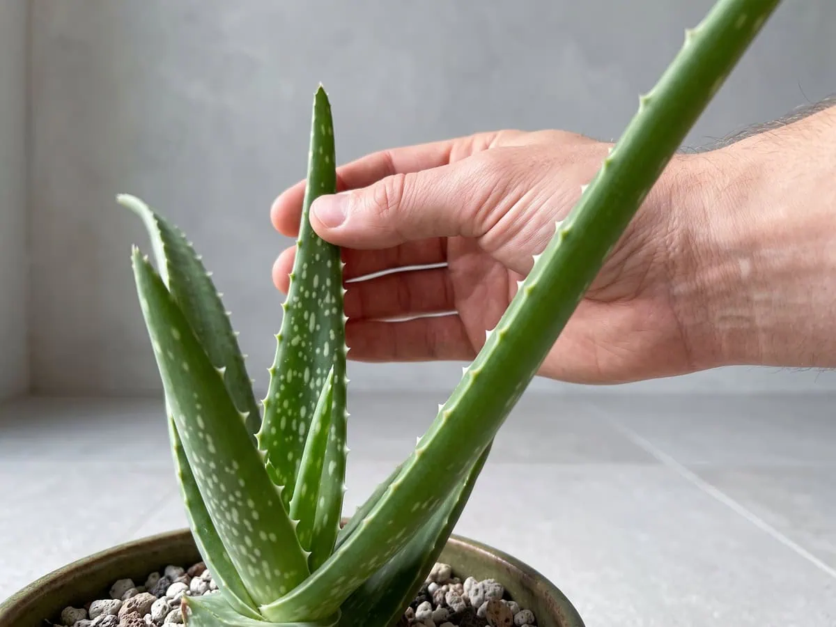 An old and a young Aloe vera leaf held against each other, the speckling cue that decides the true species.