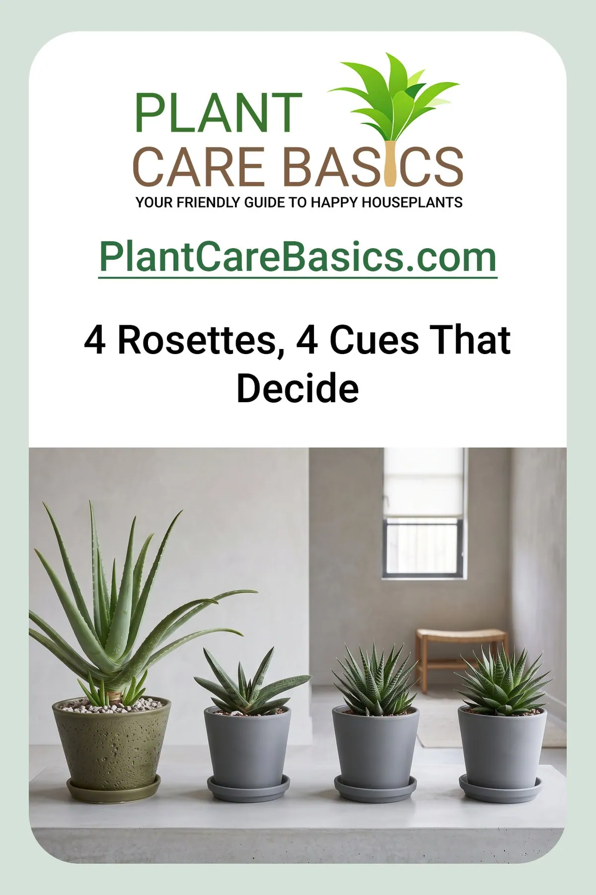 Aloe vera vs other Aloe plants how to tell them apart: four rosette succulents side by side in their own pots.