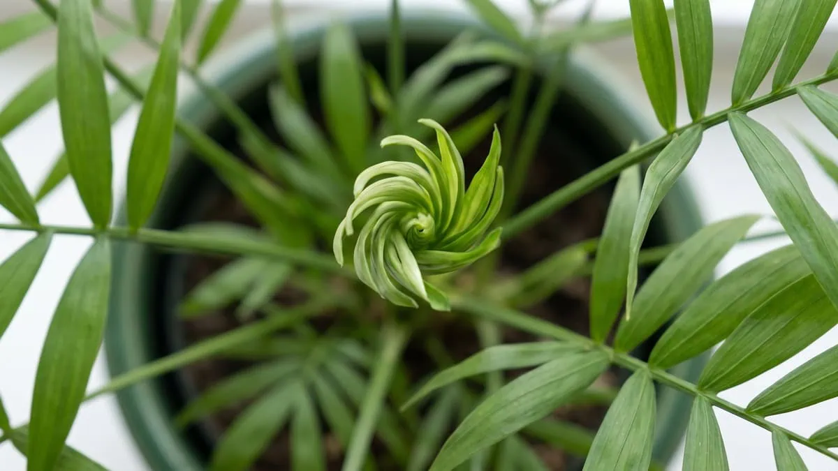 Can you cut back a parlor palm that is too tall and leggy: one unopened bud at the top of a stem.
