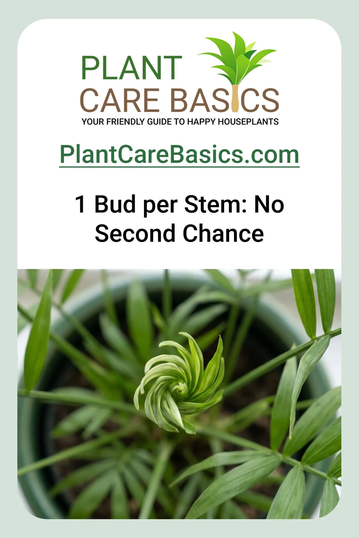 Can you cut back a parlor palm that is too tall and leggy: one unopened bud at the top of a stem.