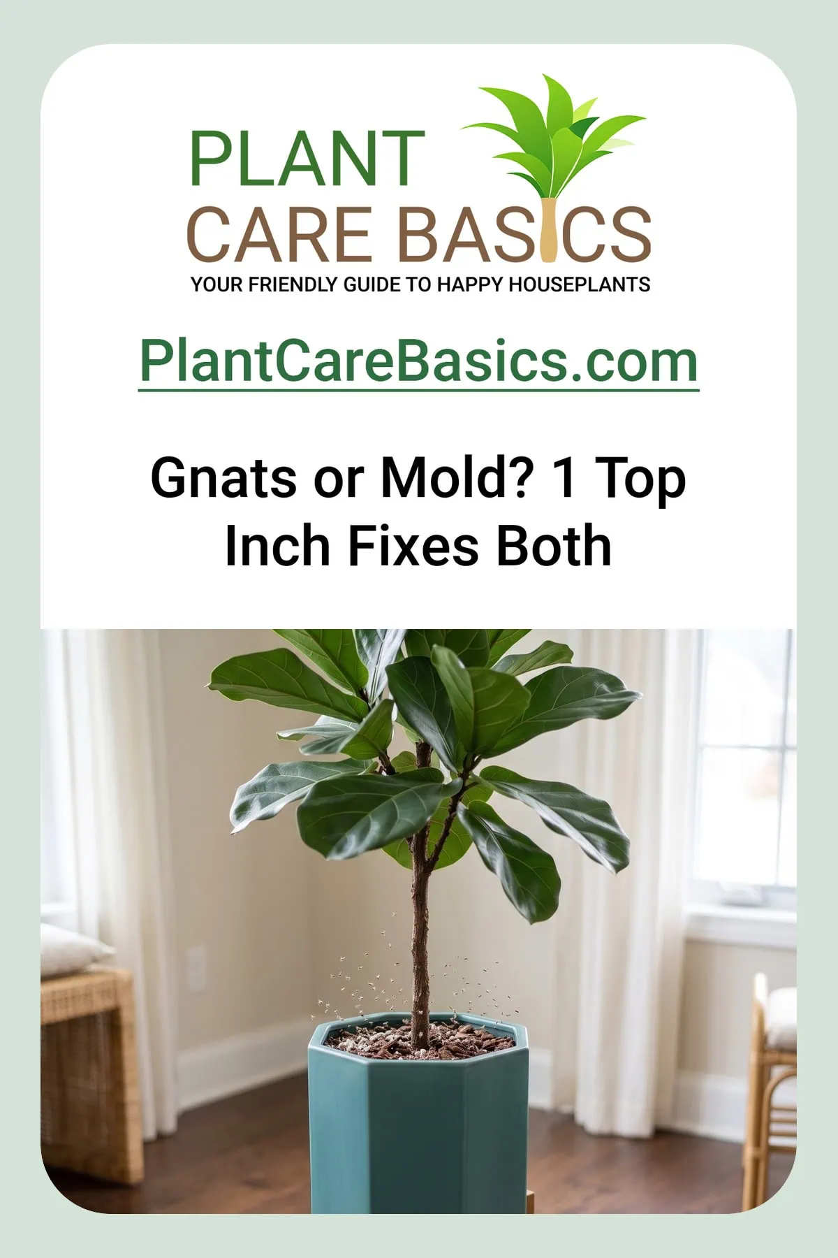 How to clear fungus gnats and soil mold from a fiddle leaf fig pot: gnats rise off the surface.