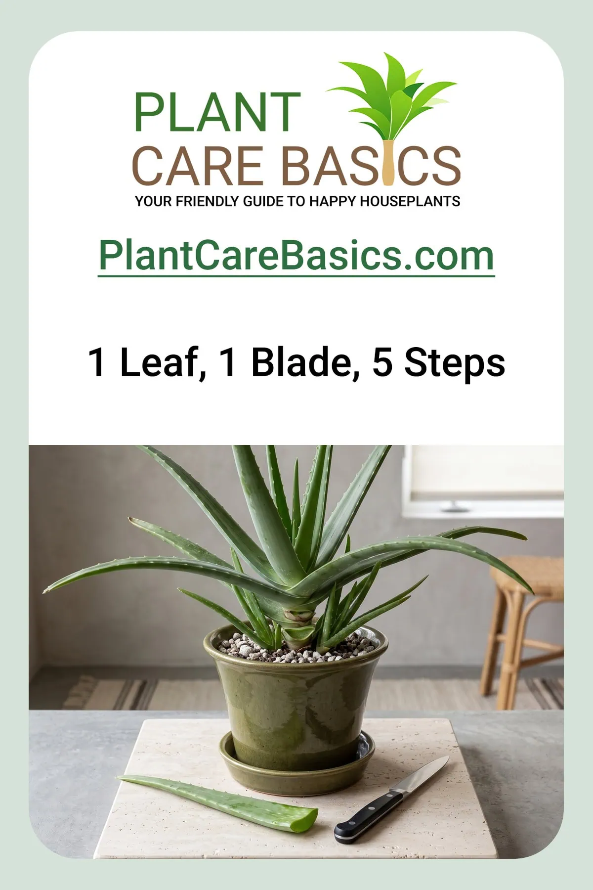 How to cut Aloe vera leaves without hurting the plant or yourself: a cut leaf beside a flat straight blade.